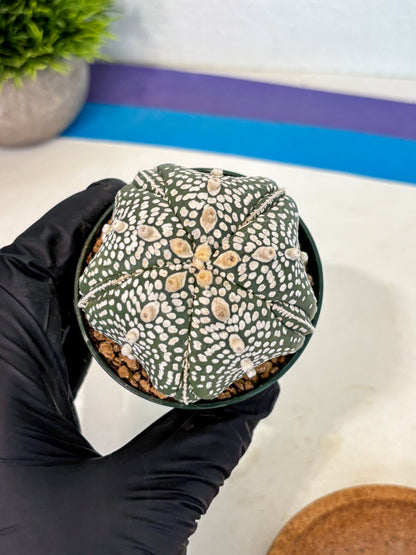 Astrophytum 5-Ribs (at7) (r3) | Living Rocks