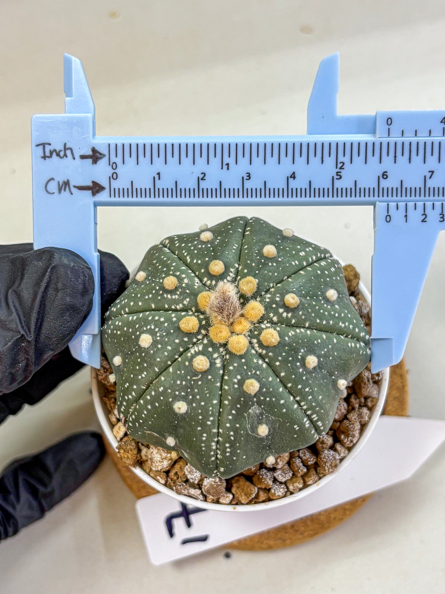 Astrophytum Super Kabuto (at1) (17) | Collection Plant | Rare Cactus