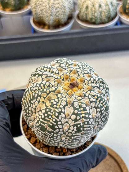 Astrophytum V Type (at4) (17) | Star Cactus
