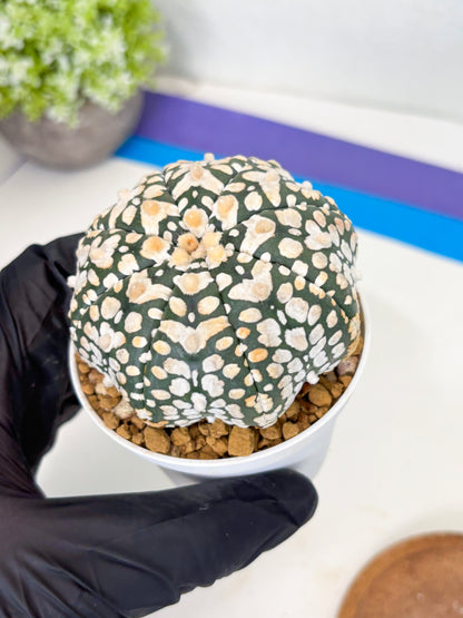 Astrophytum Star Shape (at3) (r7) | Rare Cactus