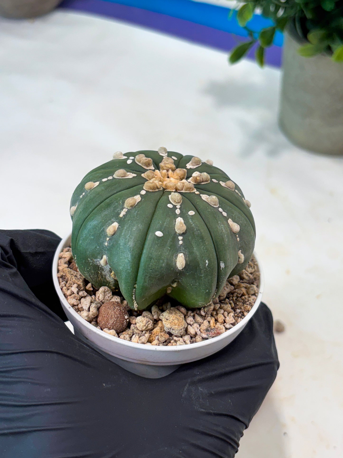 Astrophytum V-Type Nutum (T9) (r1) | Las Vegas Plant Shop