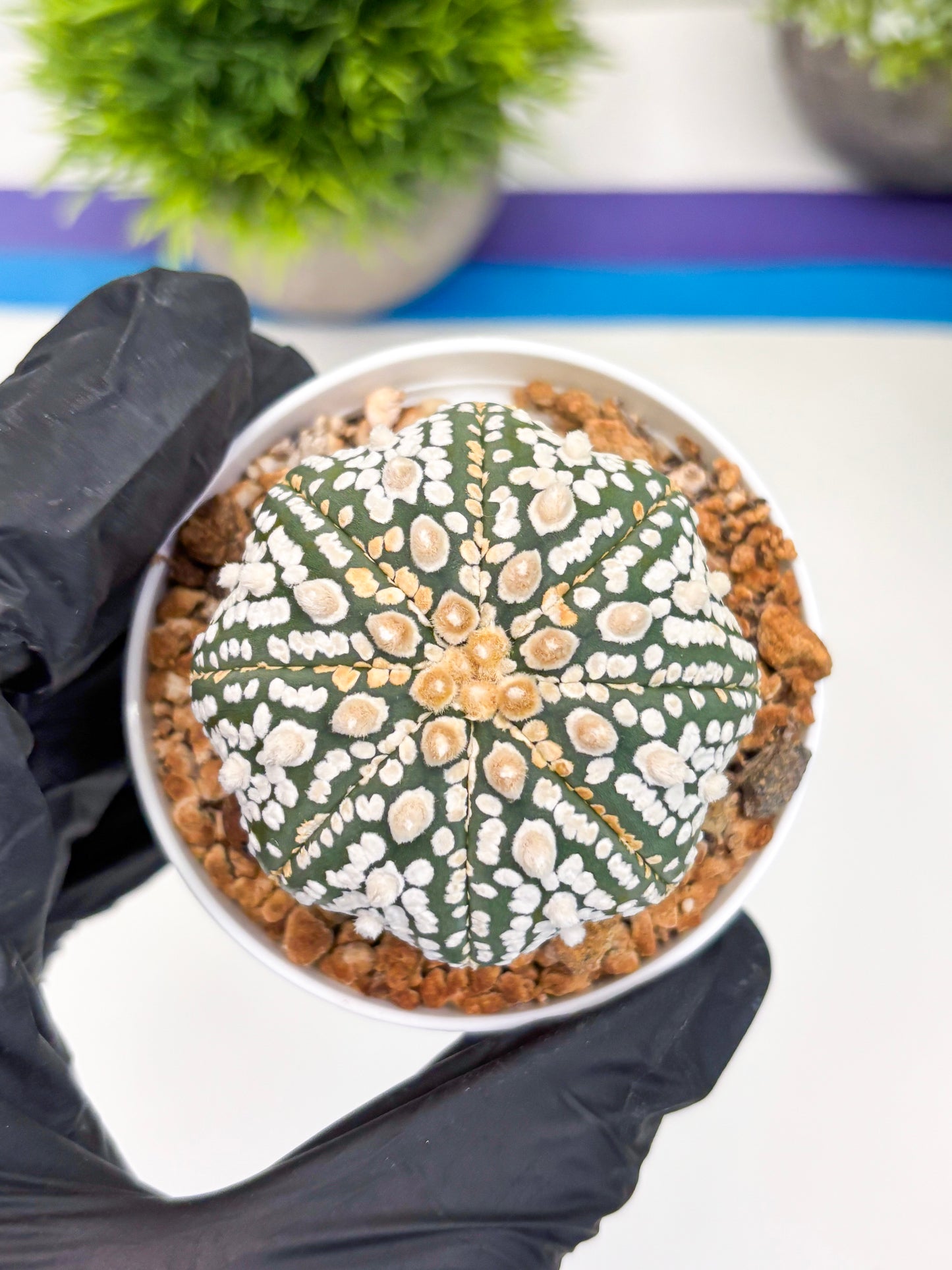 Astrophytum Super Kabuto (t12) (r4) | 3" Pot