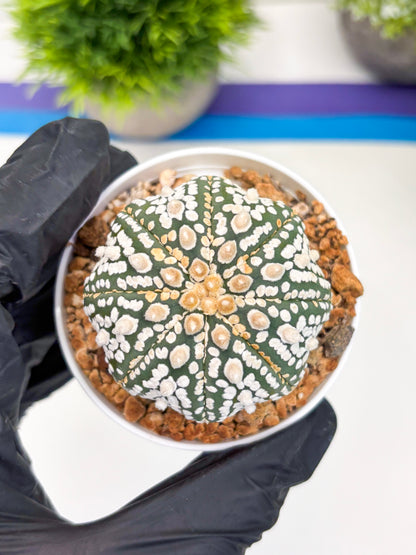 Astrophytum Super Kabuto (t12) (r4) | 3" Pot