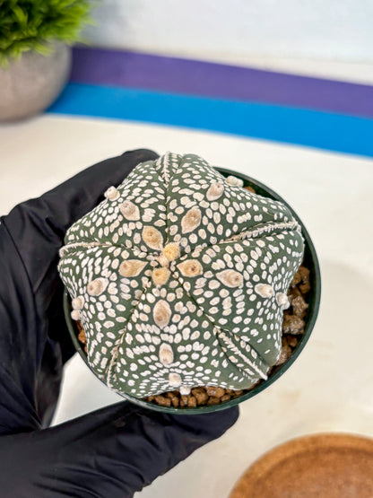 Astrophytum 5-Ribs (at7) (r3) | Living Rocks