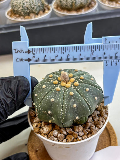 Astrophytum Super Kabuto (at1) (17) | Collection Plant | Rare Cactus