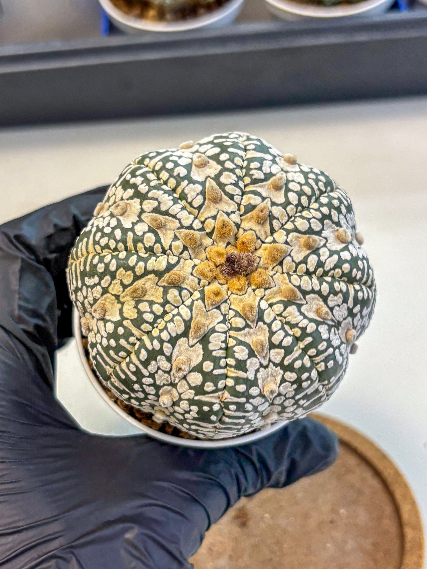 Astrophytum V Type (at4) (17) | Star Cactus