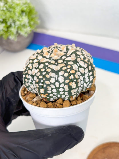 Astrophytum Star Shape (at3) (r7) | Rare Cactus