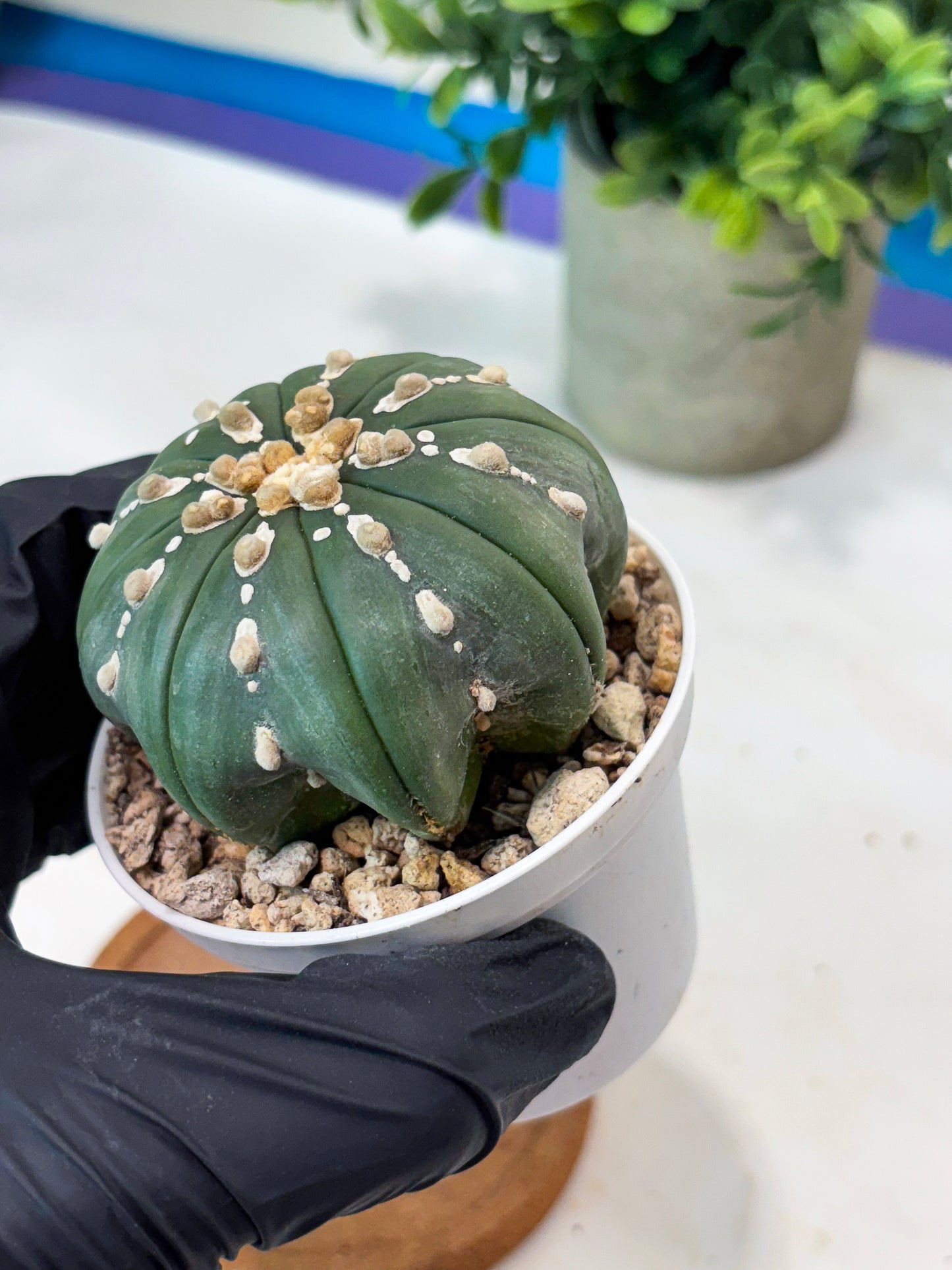 Astrophytum V-Type Nutum (T9) (r1) | Las Vegas Plant Shop