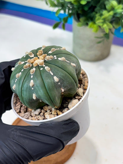 Astrophytum V-Type Nutum (T9) (r1) | Las Vegas Plant Shop