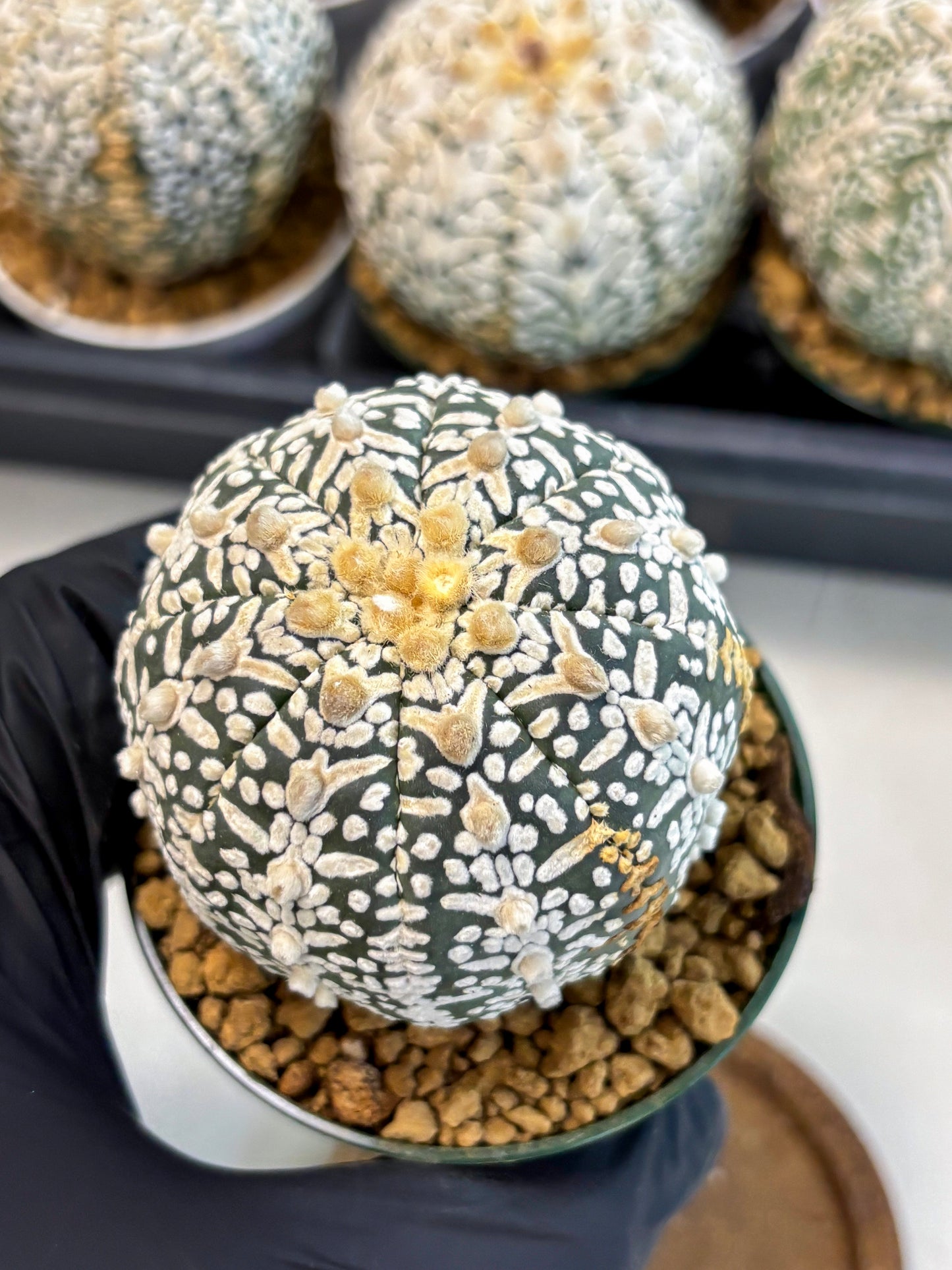 Astrophytum V-Type (at6) (b1) | Rare Star Cactus