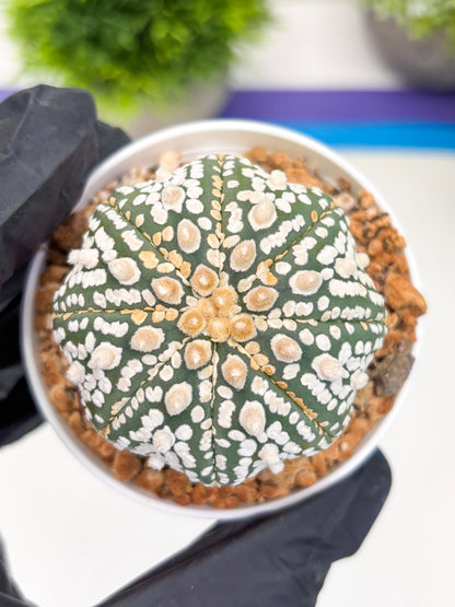 Astrophytum Super Kabuto (t12) (r4) | 3" Pot