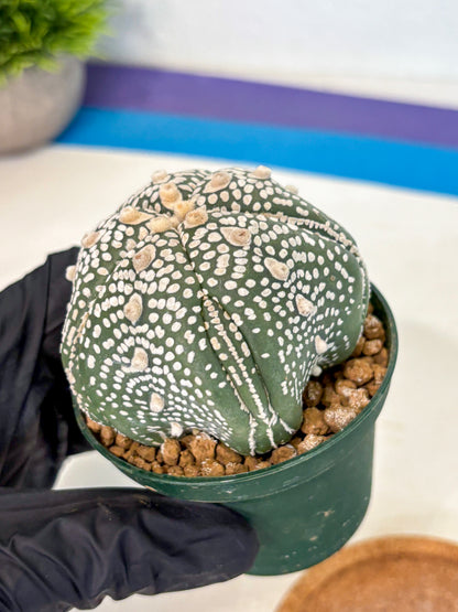Astrophytum 5-Ribs (at7) (r3) | Living Rocks