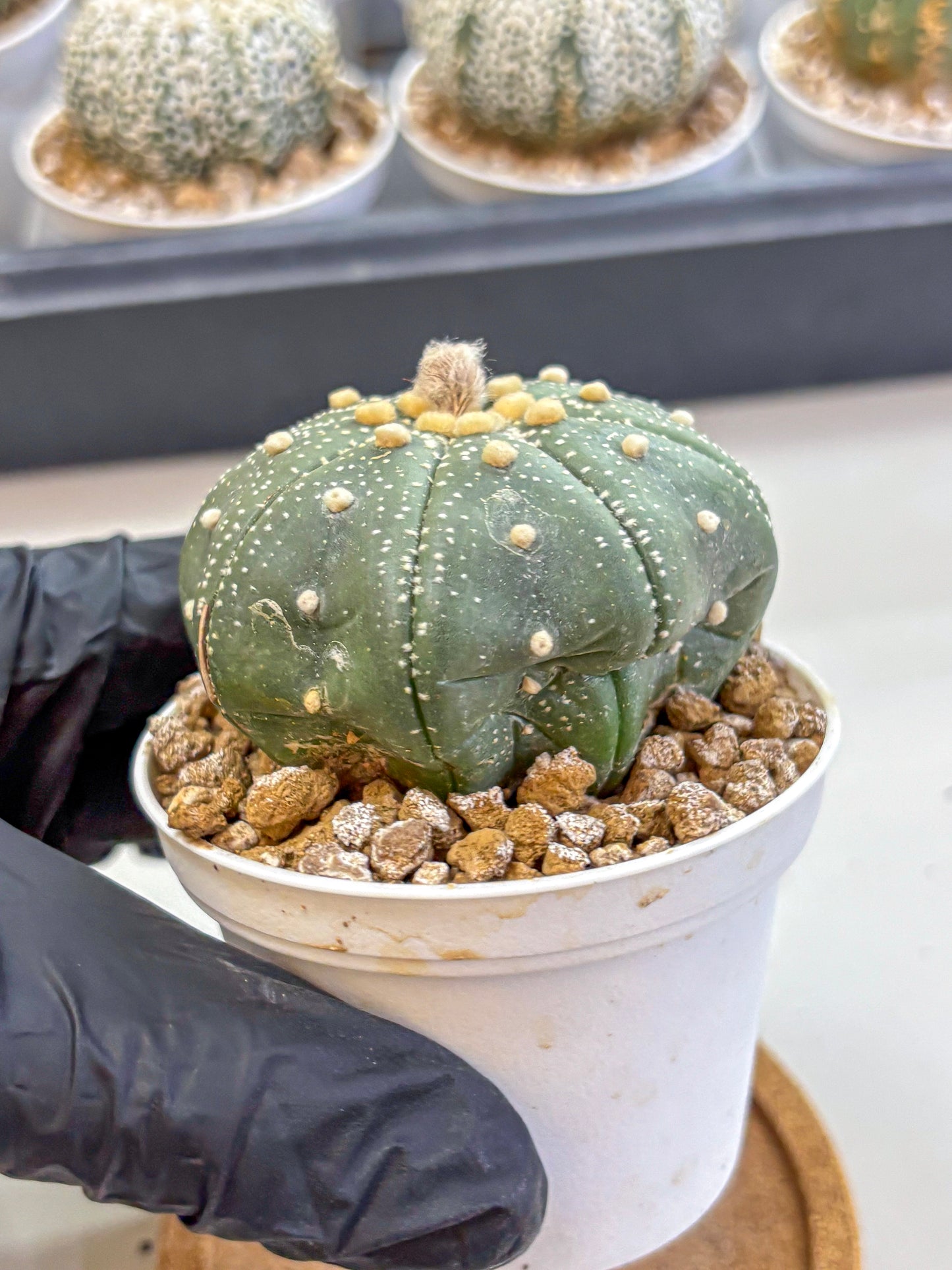 Astrophytum Super Kabuto (at1) (17) | Collection Plant | Rare Cactus