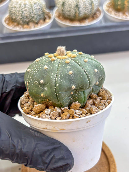 Astrophytum Super Kabuto (at1) (17) | Collection Plant | Rare Cactus