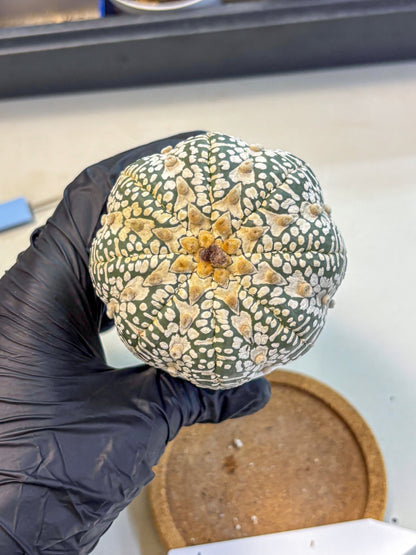 Astrophytum V Type (at4) (17) | Star Cactus