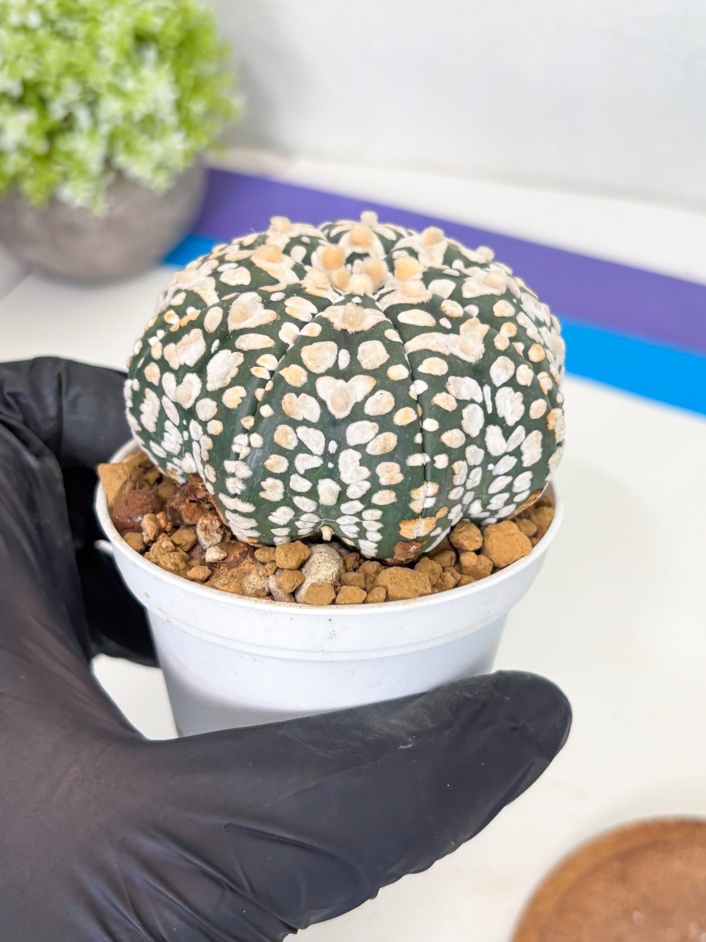 Astrophytum Star Shape (at3) (r7) | Rare Cactus