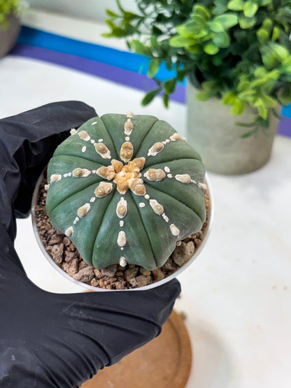 Astrophytum V-Type Nutum (T9) (r1) | Las Vegas Plant Shop