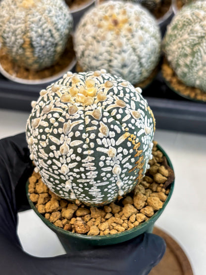Astrophytum V-Type (at6) (b1) | Rare Star Cactus