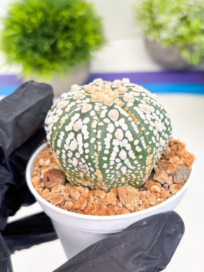 Astrophytum Super Kabuto (t12) (r4) | 3" Pot