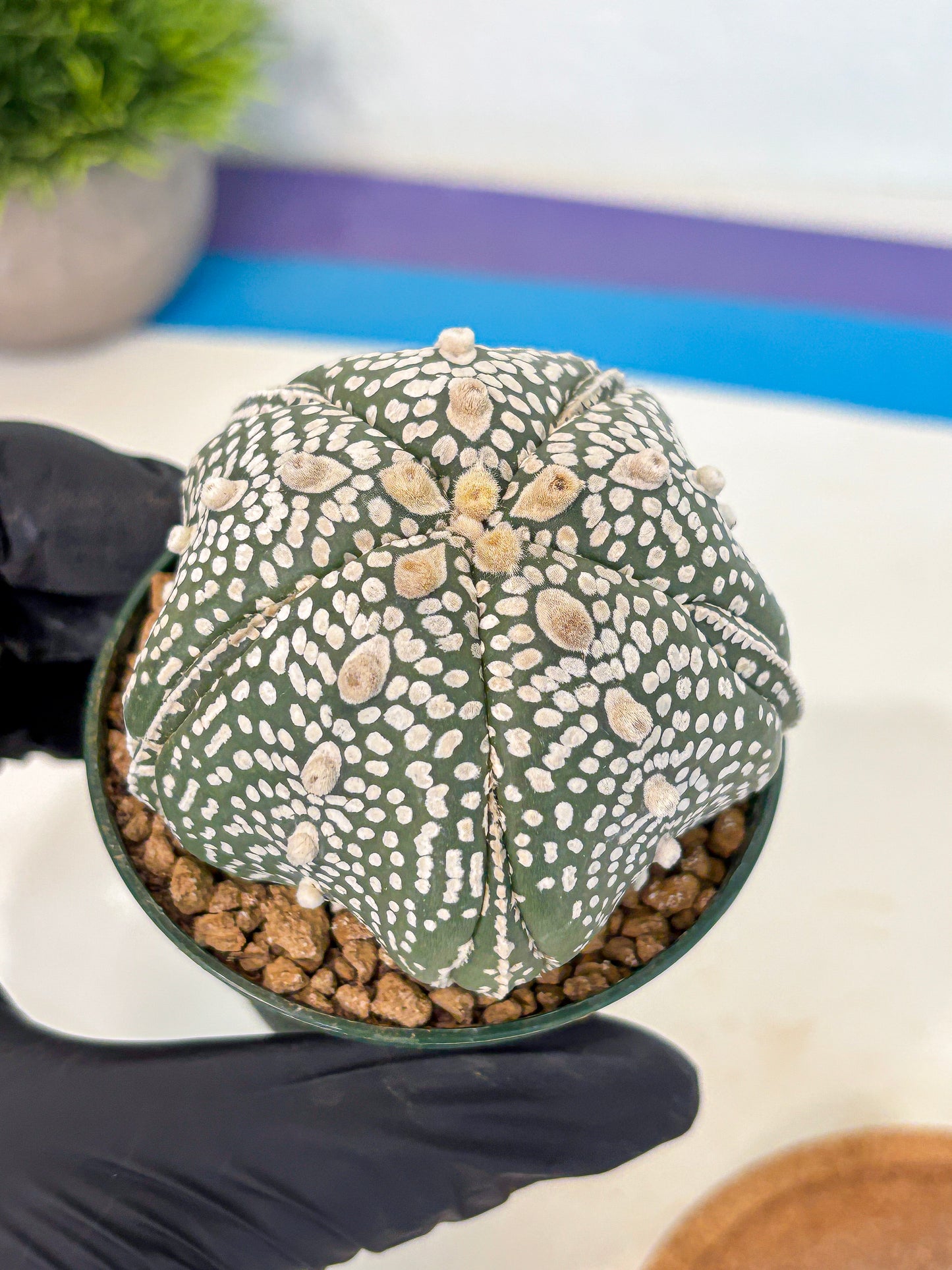 Astrophytum 5-Ribs (at7) (r3) | Living Rocks