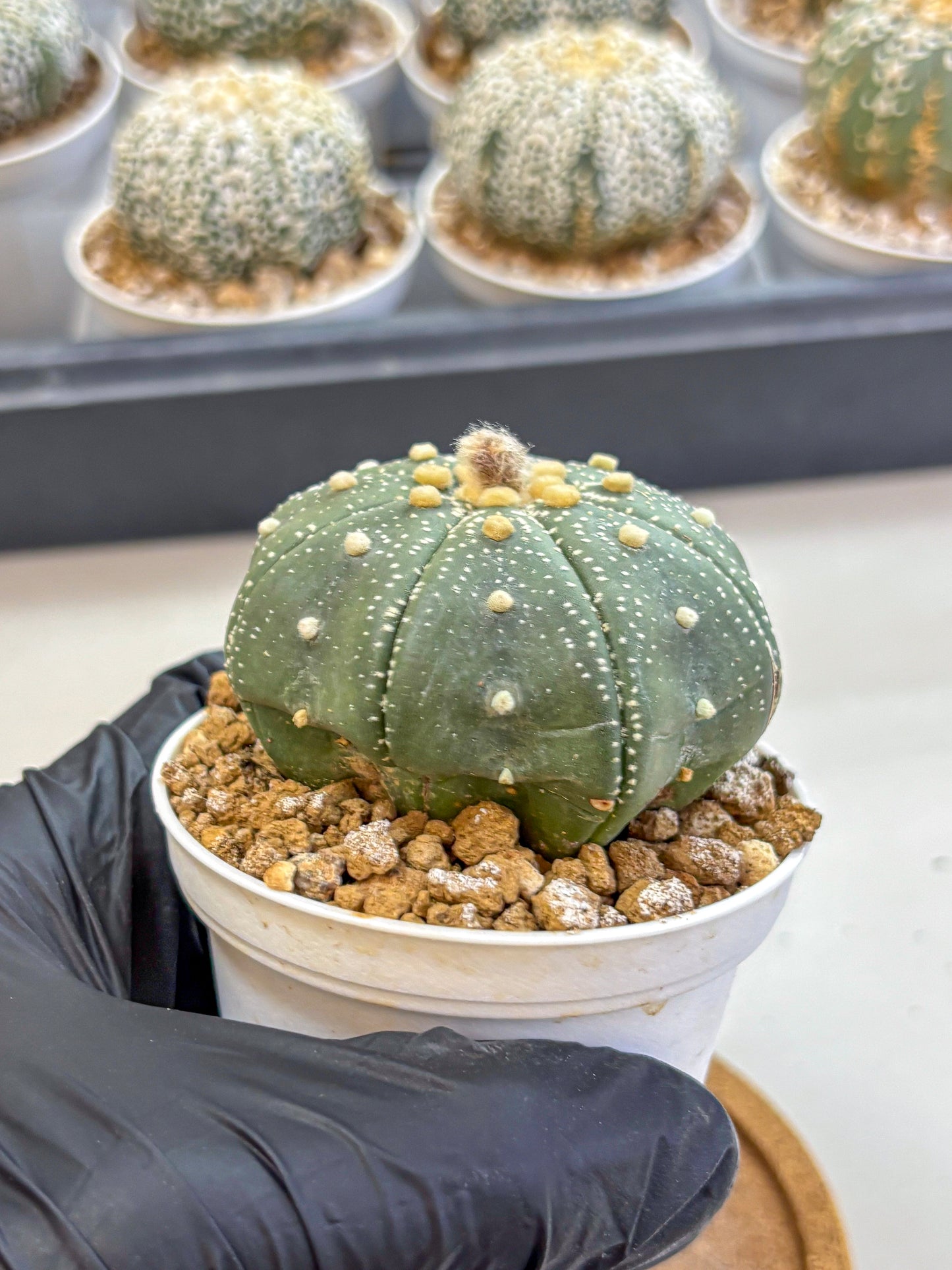 Astrophytum Super Kabuto (at1) (17) | Collection Plant | Rare Cactus