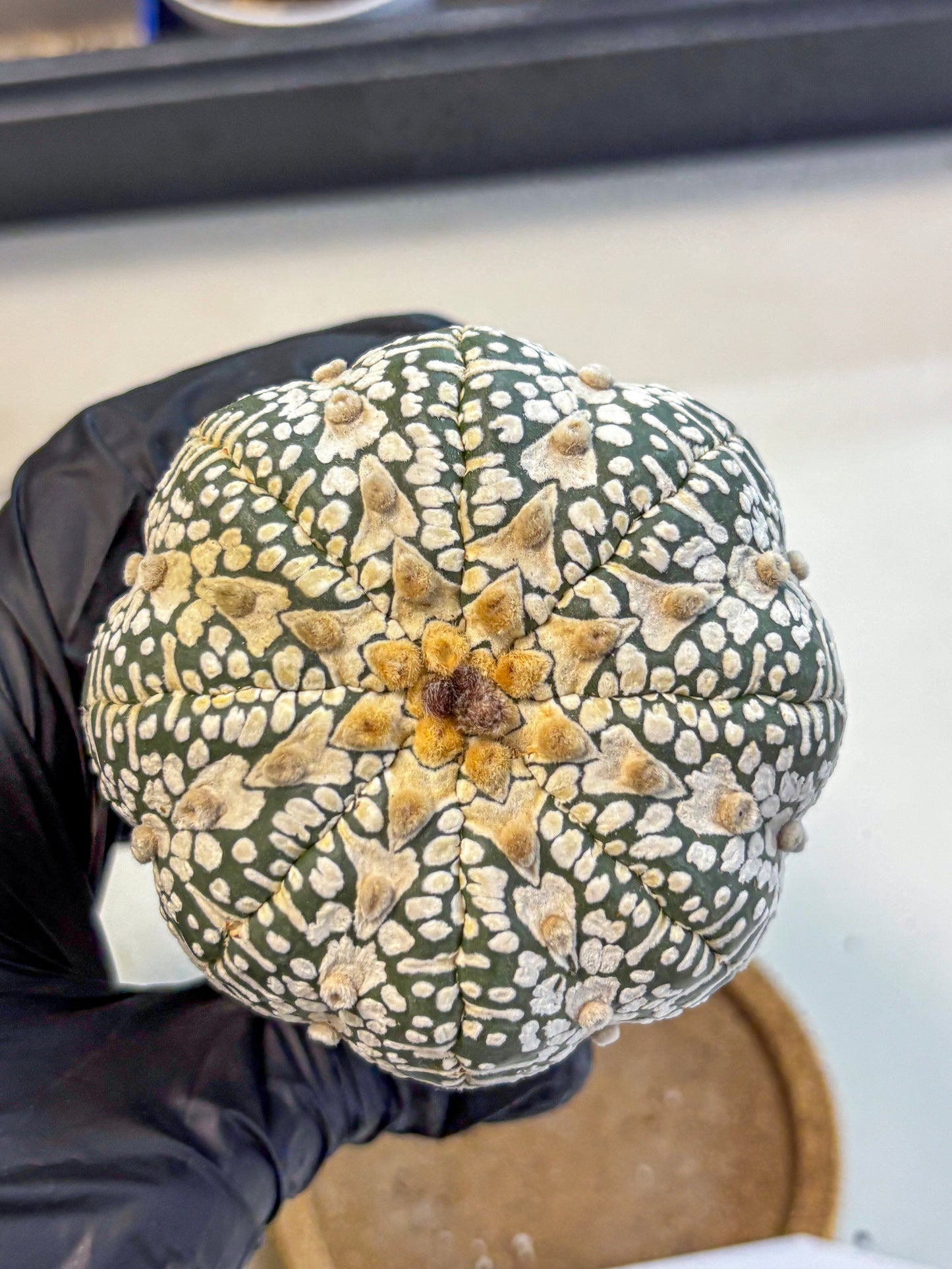 Astrophytum V Type (at4) (17) | Star Cactus