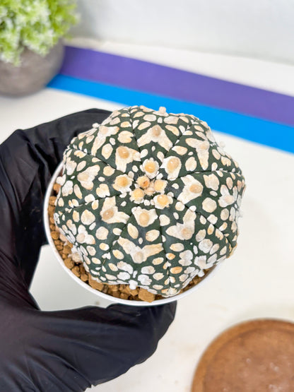 Astrophytum Star Shape (at3) (r7) | Rare Cactus