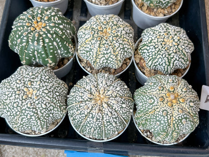 Astrophytum Super Kabuto (#T7A) | Las Vegas Botanical Shop | 3" Pot