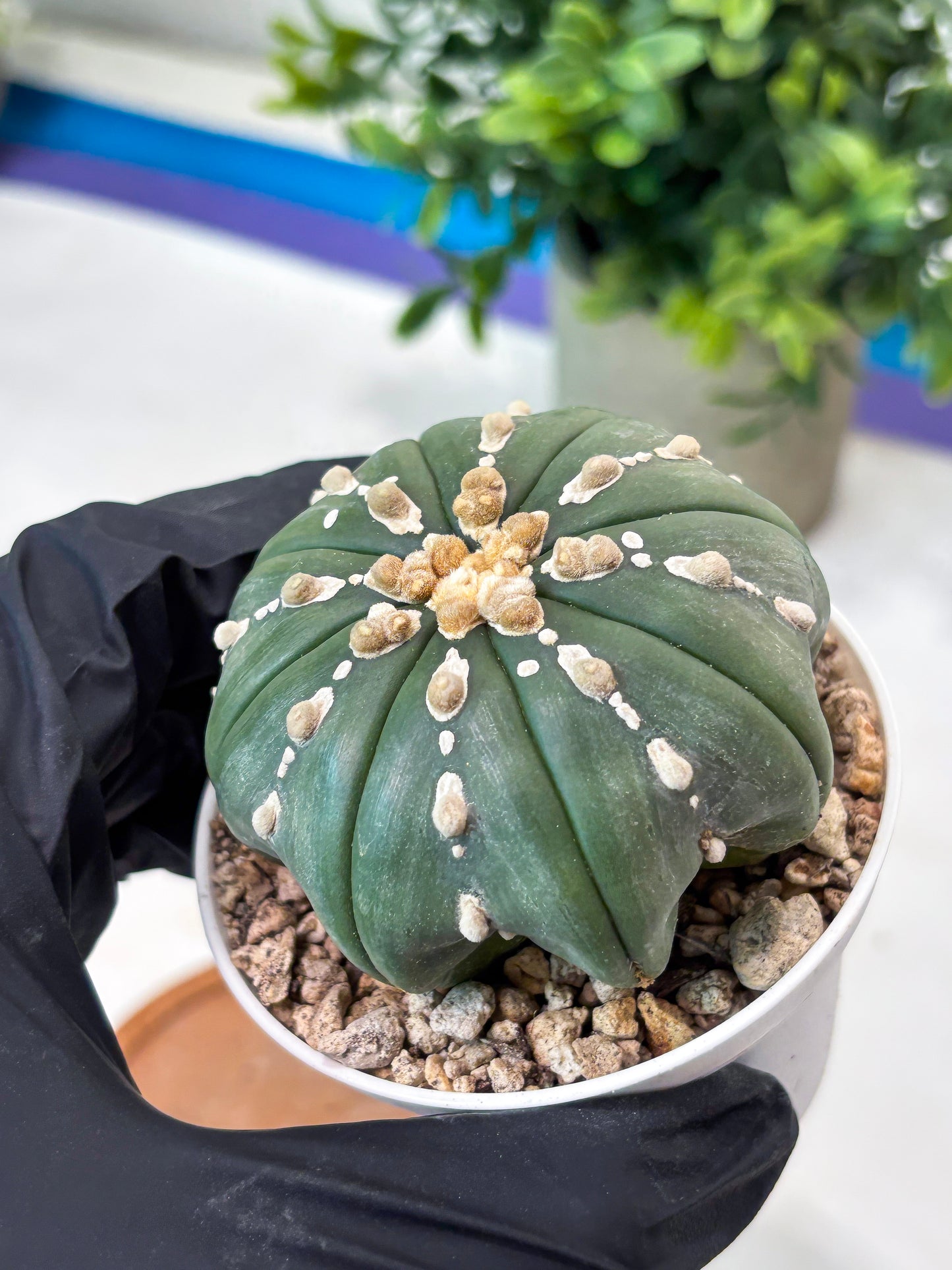 Astrophytum V-Type Nutum (T9) (r1) | Las Vegas Plant Shop