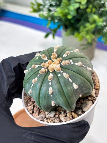 Astrophytum V-Type Nutum (T9) (r1) | Las Vegas Plant Shop