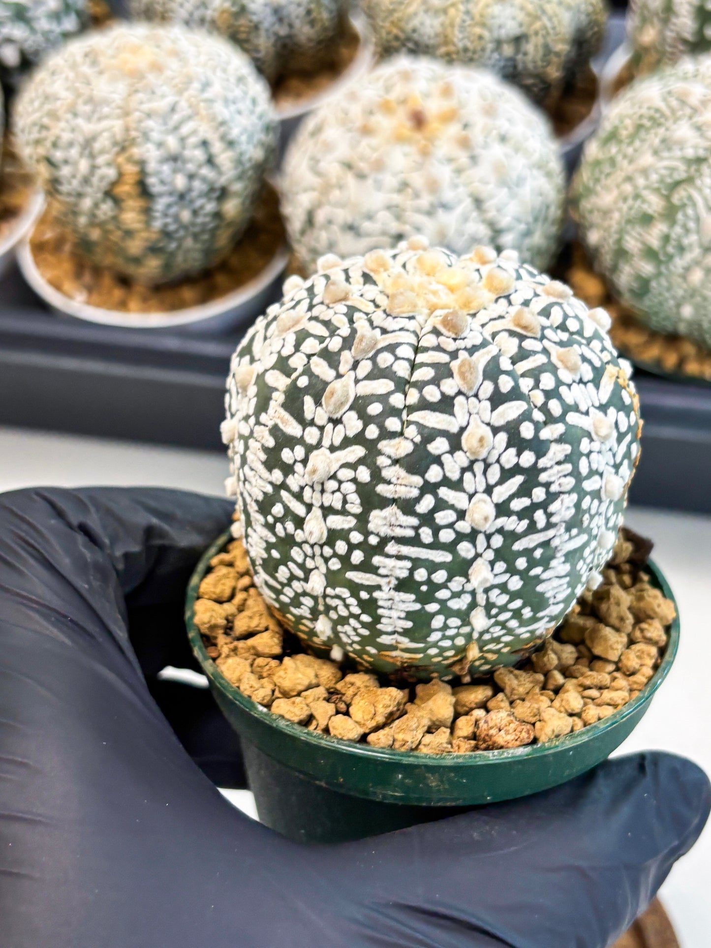 Astrophytum V-Type (at6) (b1) | Rare Star Cactus