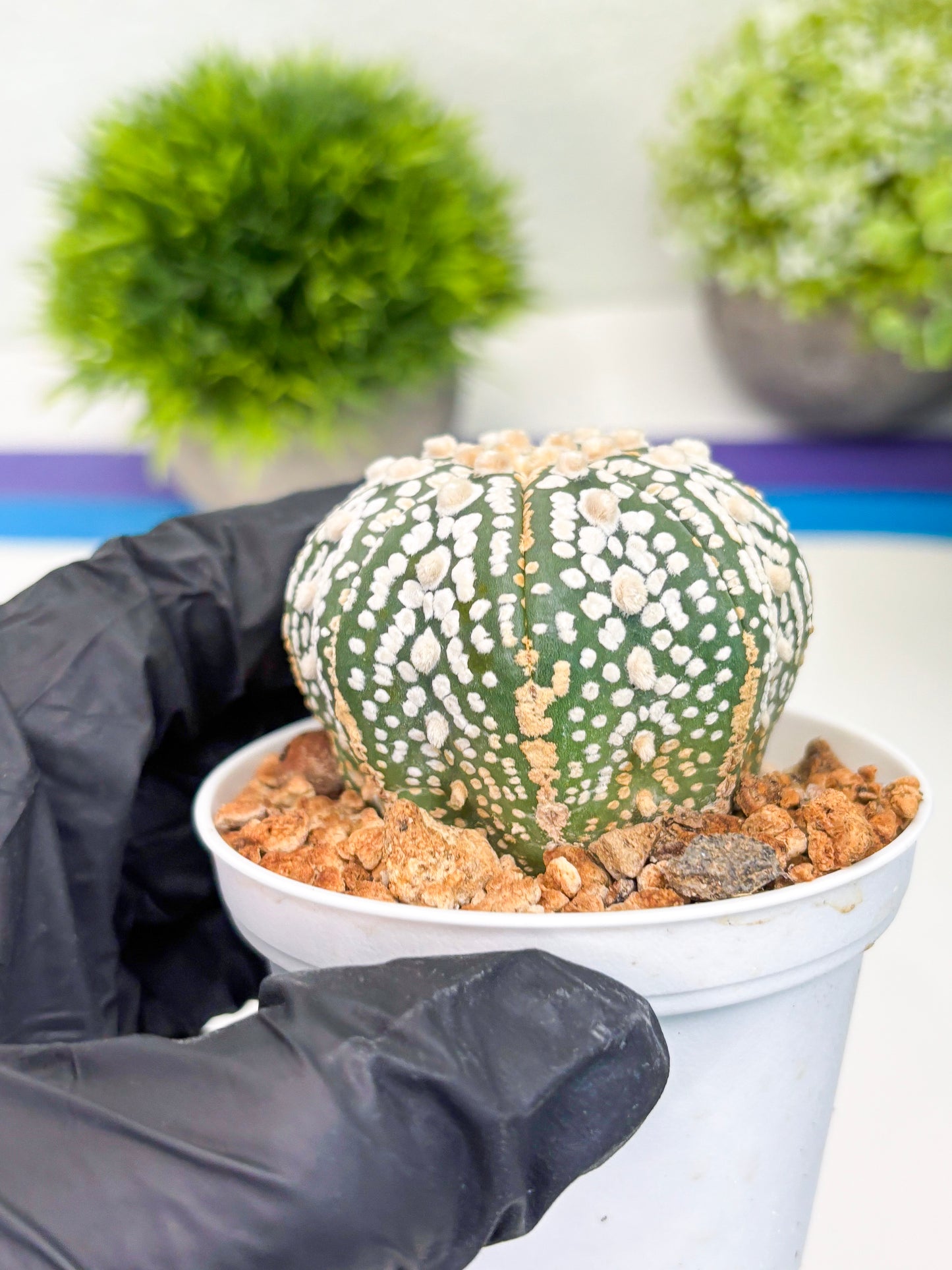 Astrophytum Super Kabuto (t12) (r4) | 3" Pot