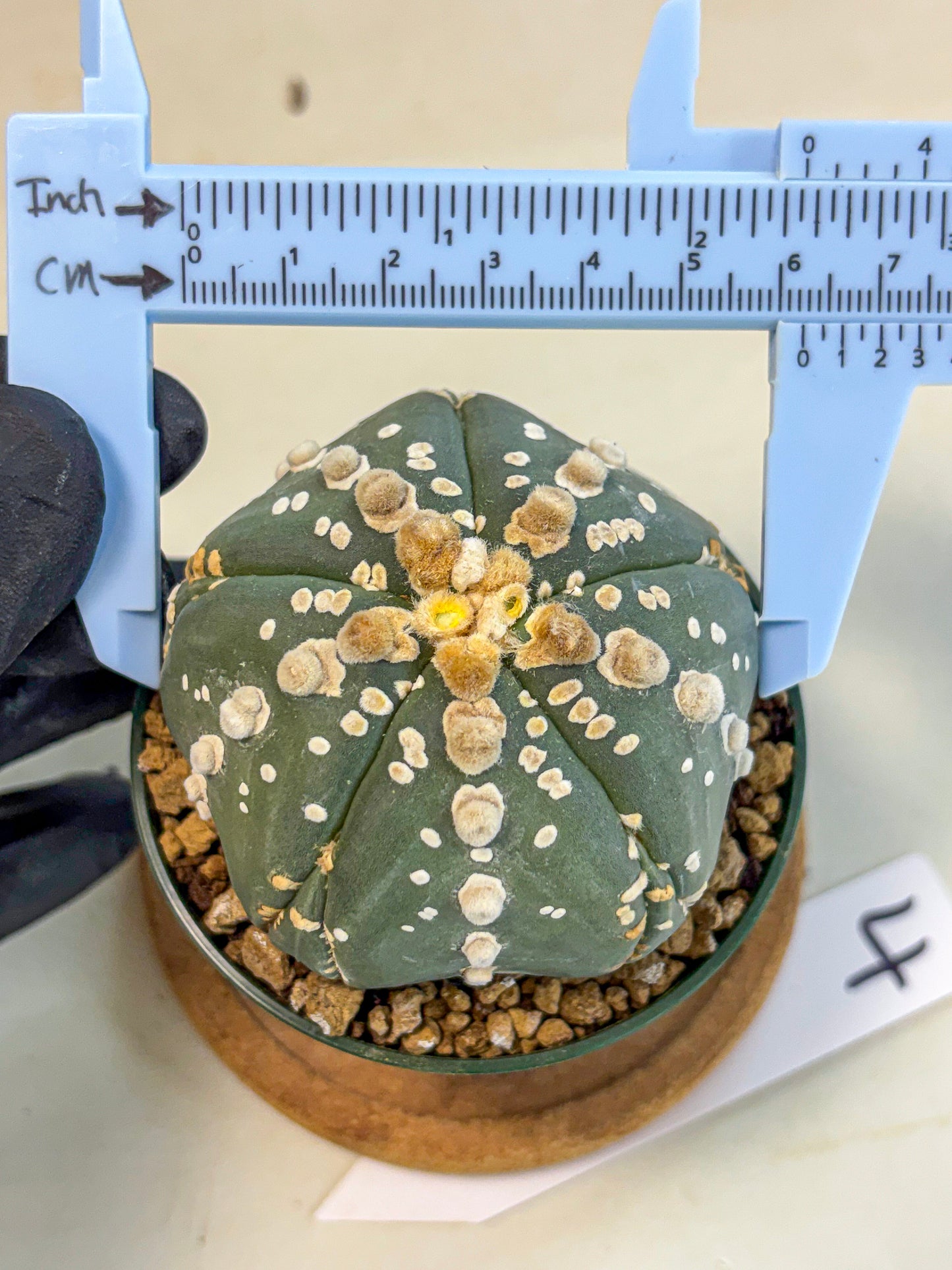 Astrophytum 5-Ribs (at7) (r4) | Living Rocks