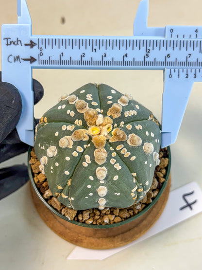 Astrophytum 5-Ribs (at7) (r4) | Living Rocks