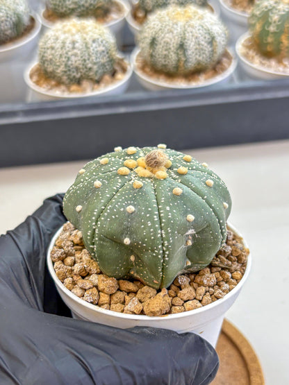 Astrophytum Super Kabuto (at1) (17) | Collection Plant | Rare Cactus