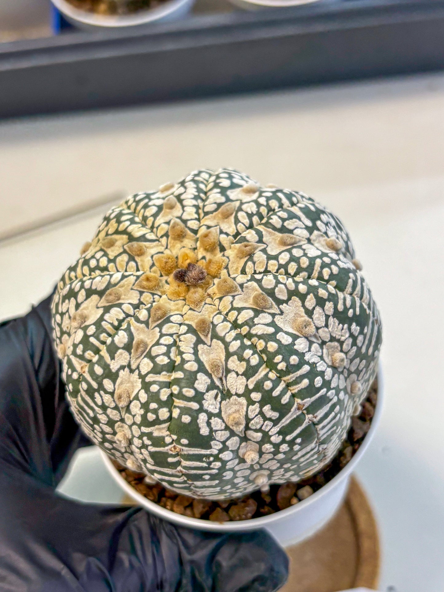 Astrophytum V Type (at4) (17) | Star Cactus