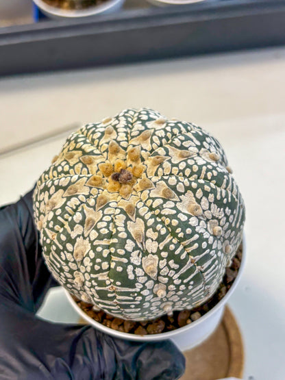 Astrophytum V Type (at4) (17) | Star Cactus