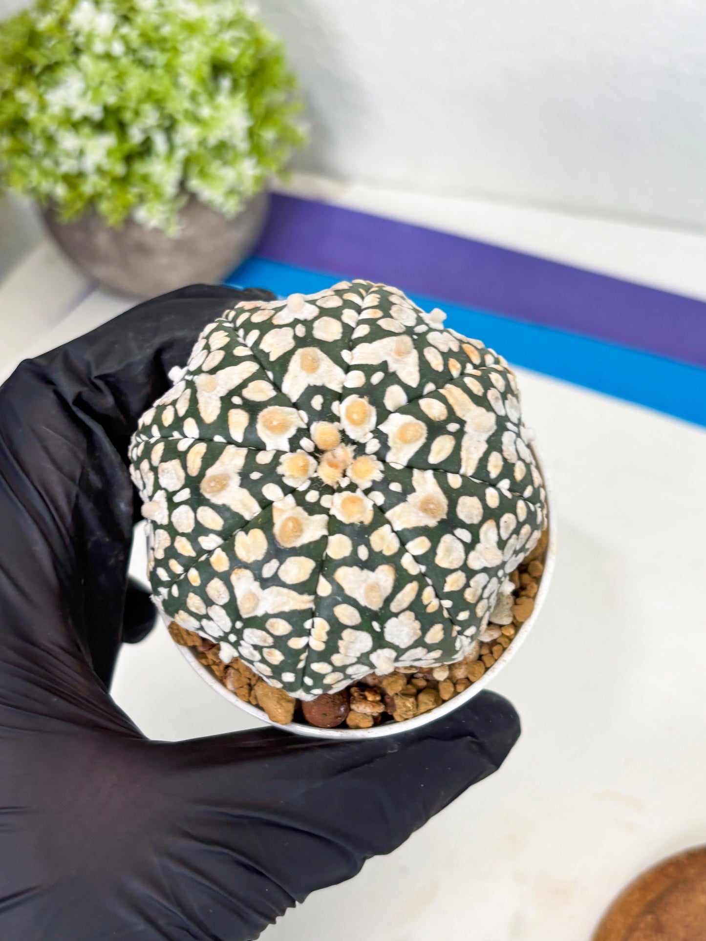 Astrophytum Star Shape (at3) (r7) | Rare Cactus