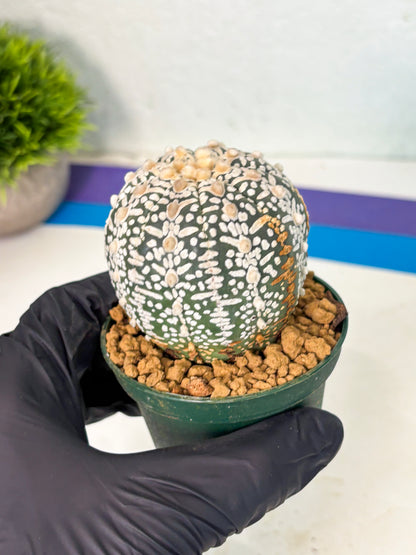 Astrophytum V-Type (at6) (b1) | Rare Star Cactus