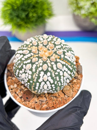 Astrophytum Super Kabuto (t12) (r4) | 3" Pot