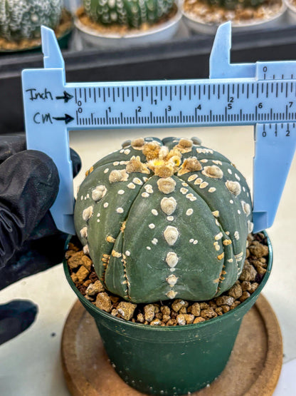 Astrophytum 5-Ribs (at7) (r4) | Living Rocks
