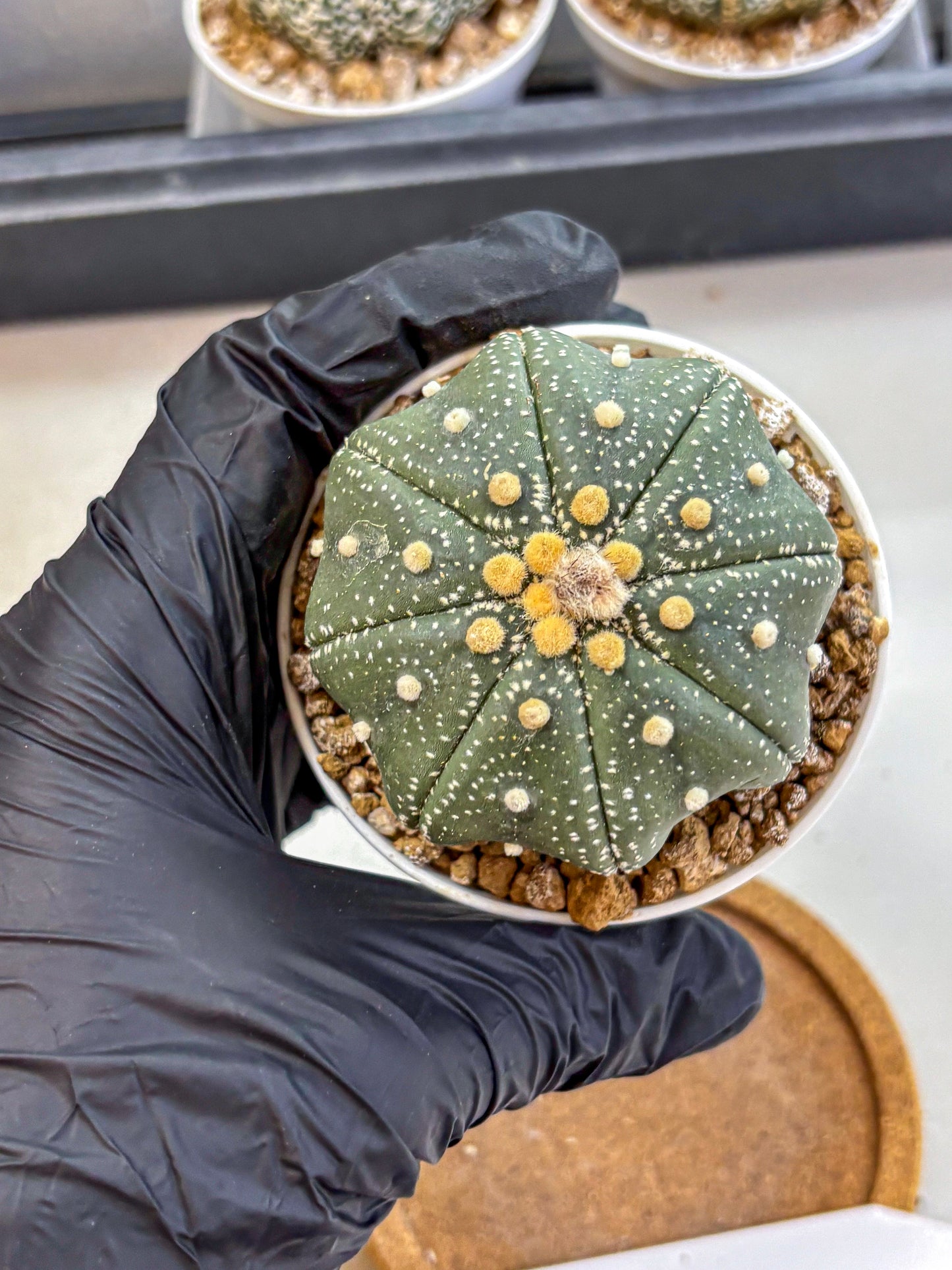 Astrophytum Super Kabuto (at1) (17) | Collection Plant | Rare Cactus