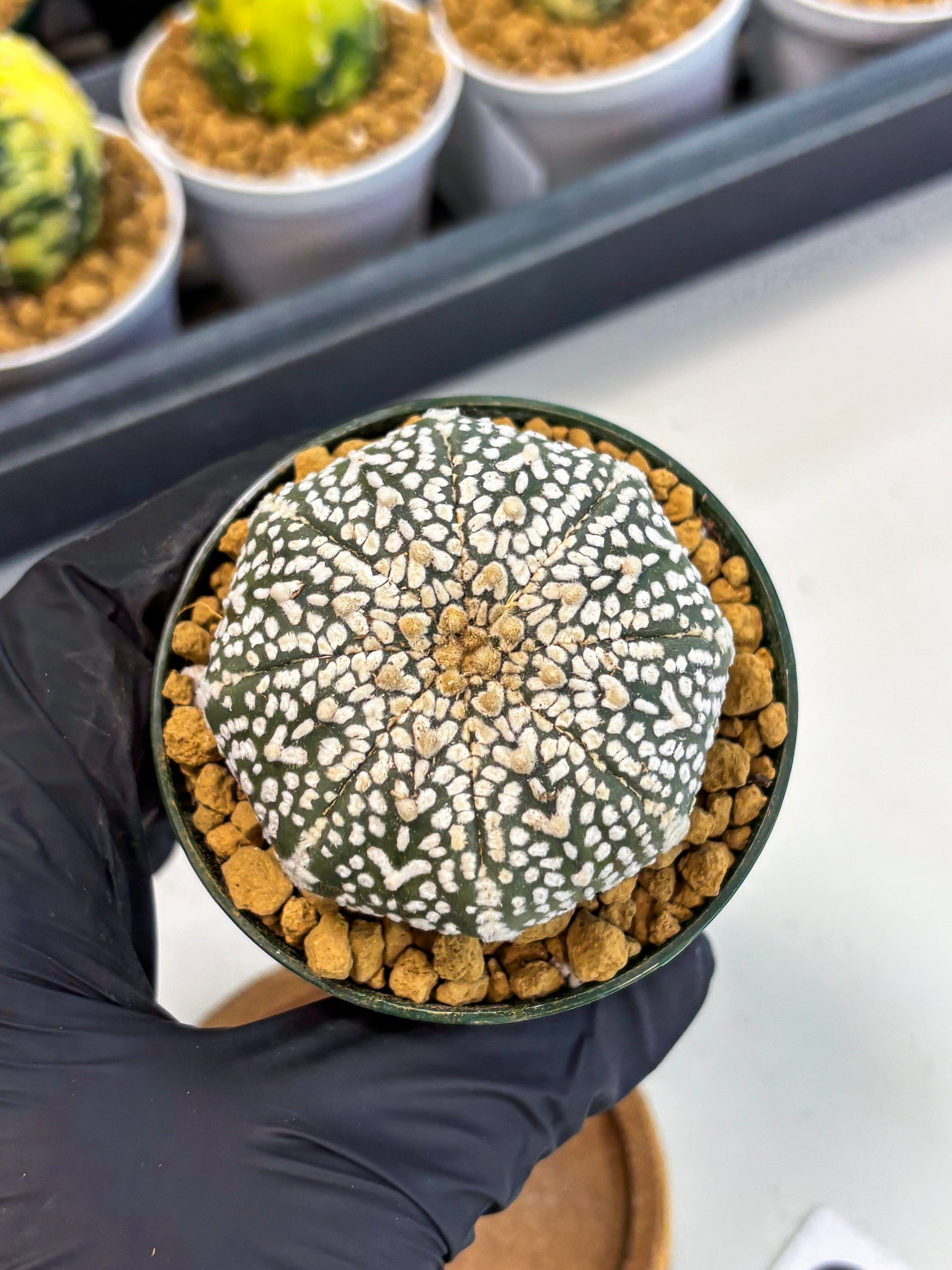 Astrophytum V-Type (at1) (p6) | Imported Cactus