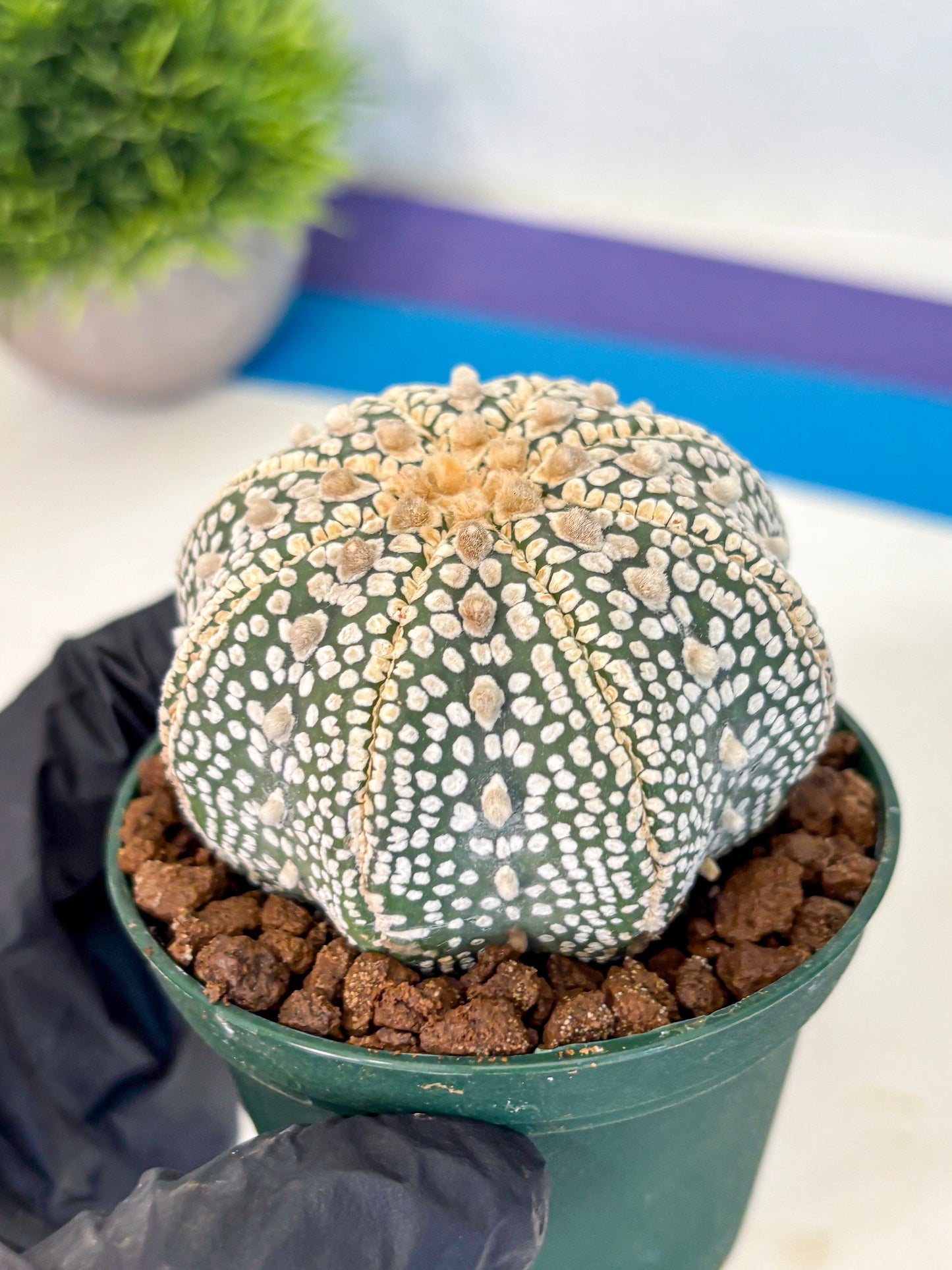Astrophytum V Type (at5) (03) |  Sea urchin cactus
