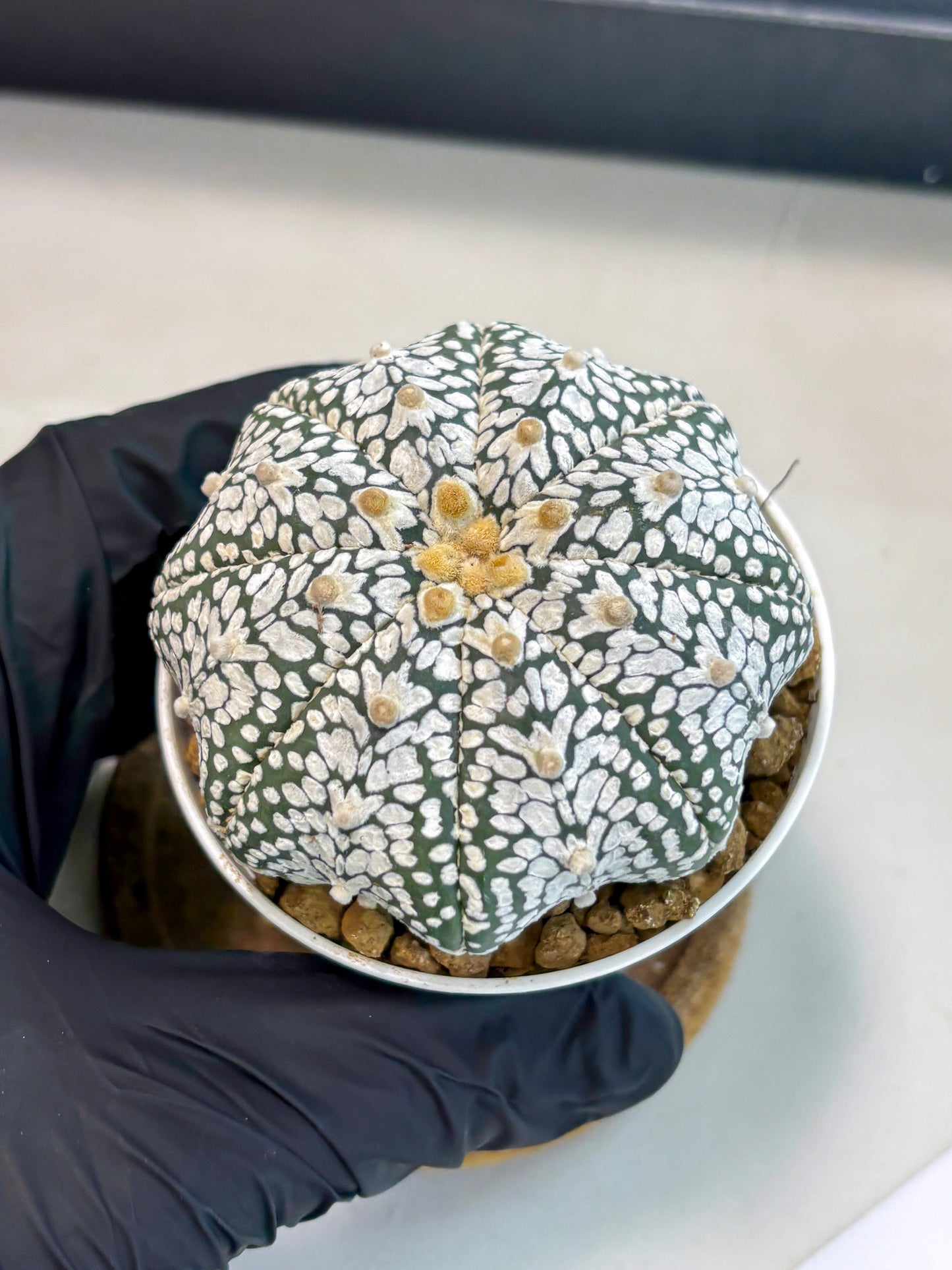 Astrophytum V-Type (at5) (p3) | Rare imported Plant