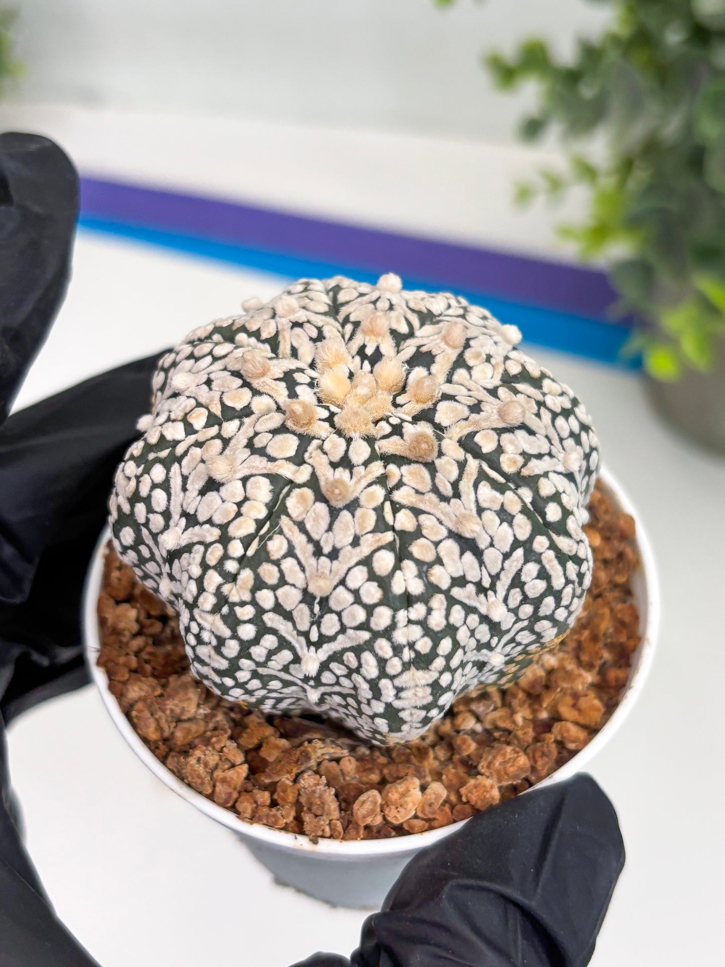 Astrophytum Super Kabuto V Type (T4) (b6) | Las Vegas Seller