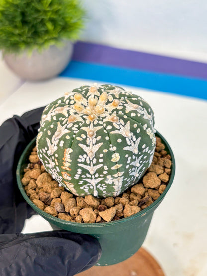 Astrophytum V Type (at2) (03) | Live Plant | Rare Collection
