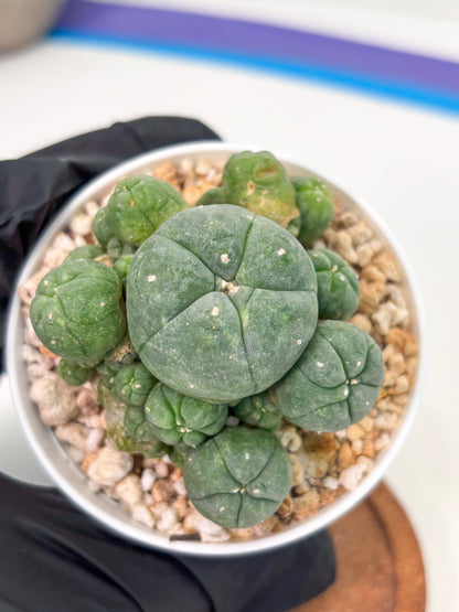 Spineless Cactus (Lo1) (g1) | For Advanced Growers