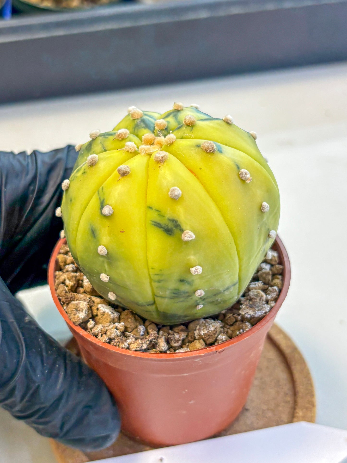 Astrophytum Variegated (at9) (04) | Rare Plant | Live Cactus