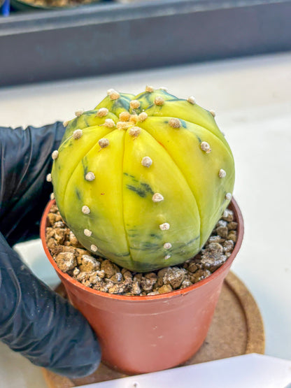 Astrophytum Variegated (at9) (04) | Rare Plant | Live Cactus
